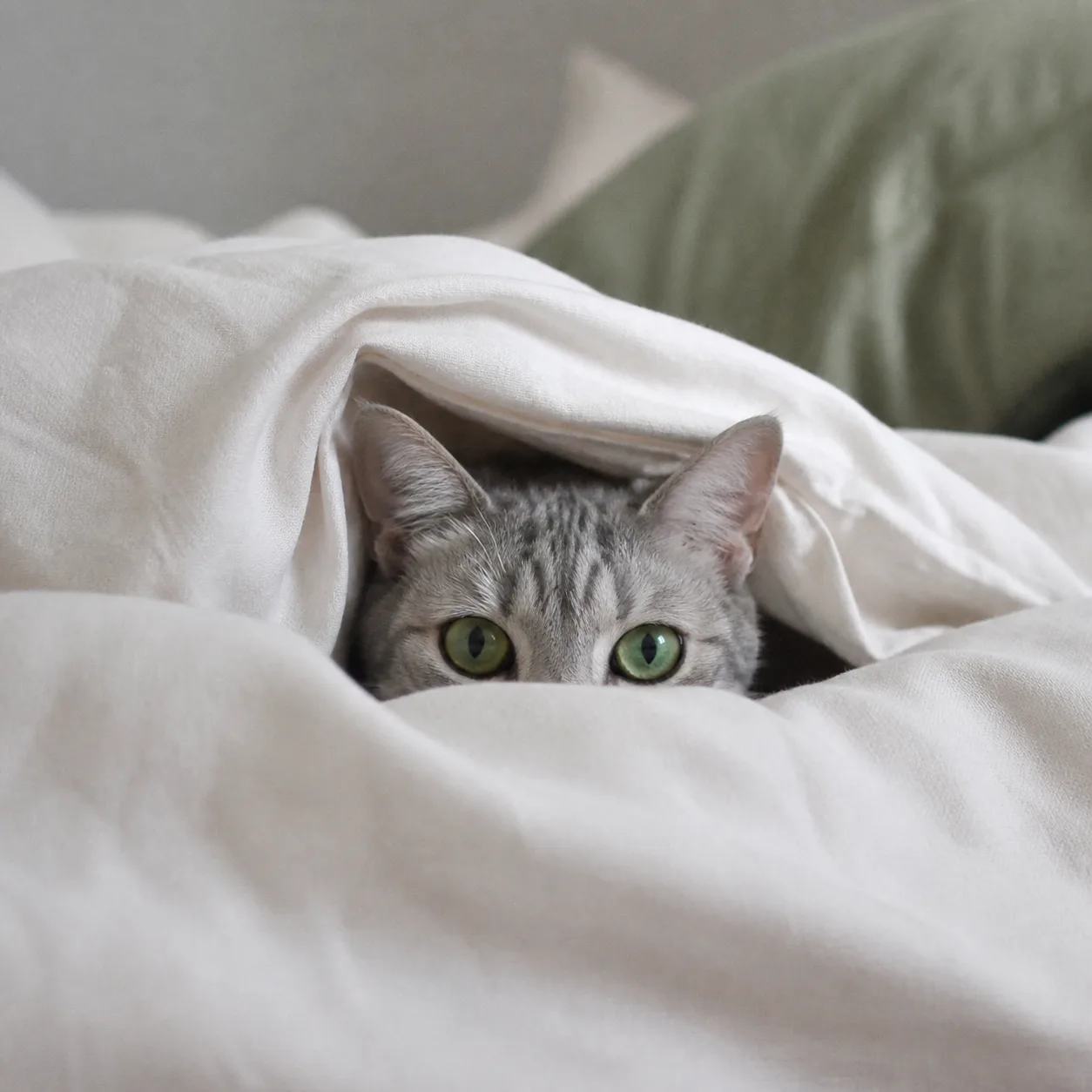 从柔软被子里探出头的银灰猫